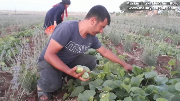 Şanlıurfa'da şelengo hasadı başladı