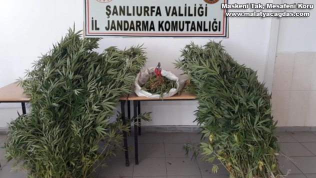 Şanlıurfa'da uyuşturucu operasyonunda 2 tutuklama