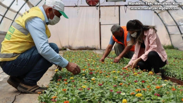 Şanlıurfa'da yetiştirilen çiçekler park ve caddelere dikiliyor