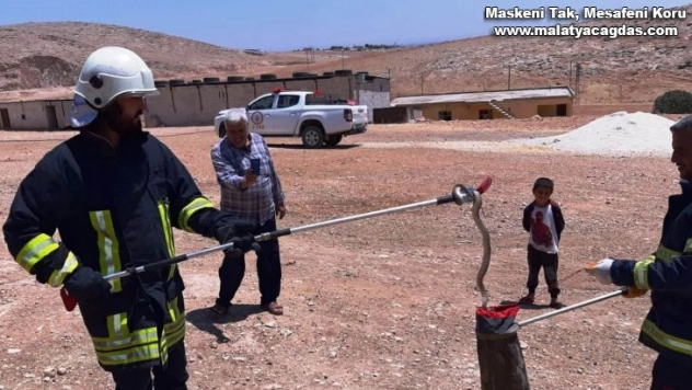 Şanlıurfa'da zehirli yılanlar görülmeye devam ediyor