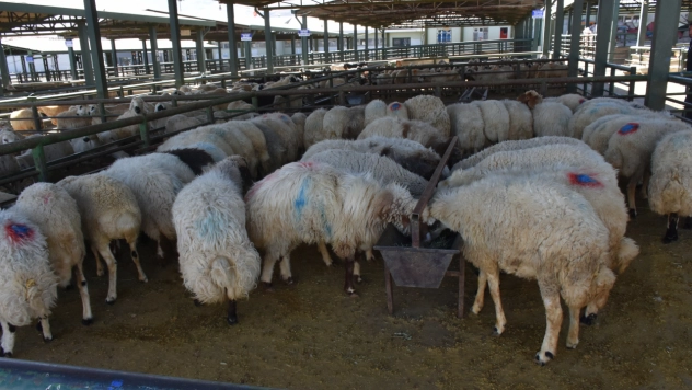 Şap nedeniyle kapatılan hayvan pazarı açıldı