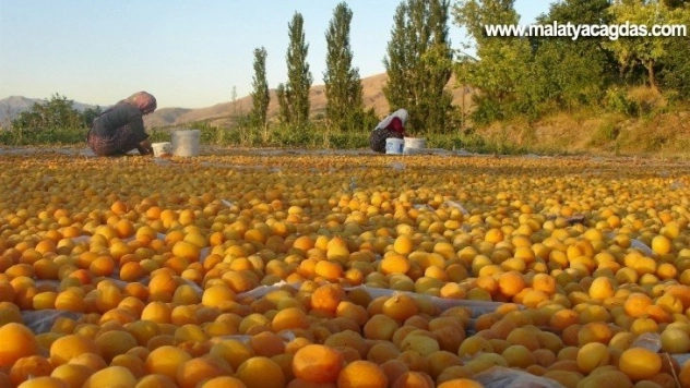 Sarı'nın kahve rengine yolculuğu