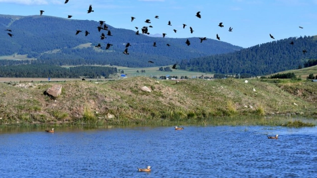 Sarıkamış'ın sulak alanları yaban kuşlarına ev sahipliği yapıyor