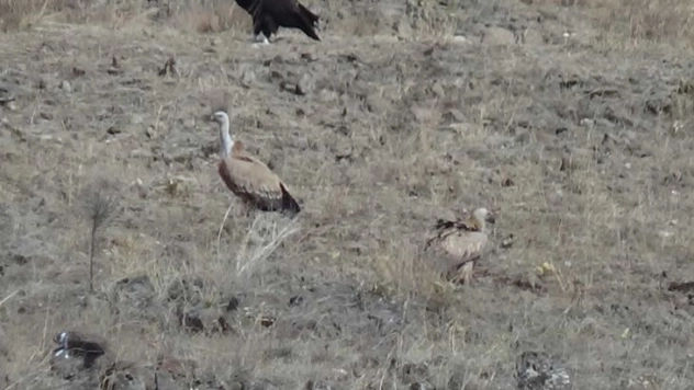 Sarıkamış'ta akbabalar görüntülendi