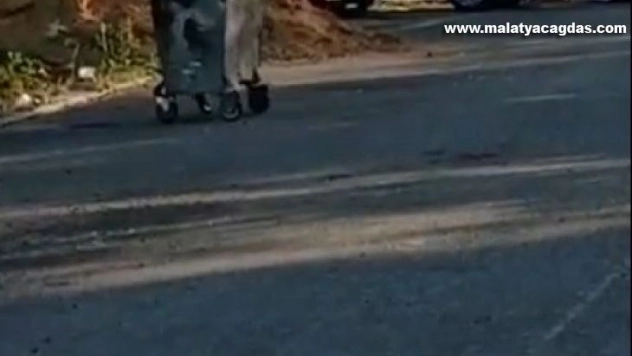 Sarıkamış'ta ayı mahalleye indi