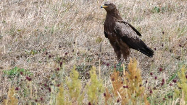 Sarıkamış'ta Yaban Kuşları Objektife Yansıdı