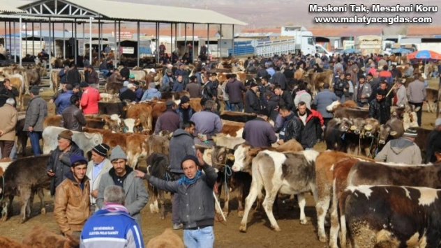 Şarkışla hayvan pazarı açılıyor