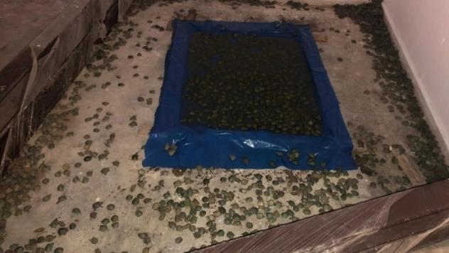 Sarp Gümrük Kapısında 2 bin 500 su kaplumbağası ele geçirildi