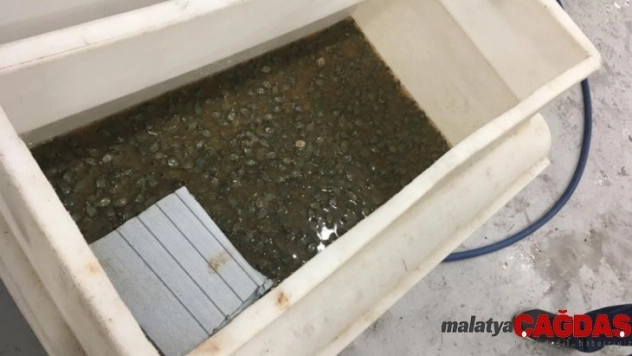 Sarp'ta bir otomobilde 3 bin 400 su kaplumbağası ele geçirildi