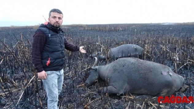Sazlık yangınında mandalar telef oldu