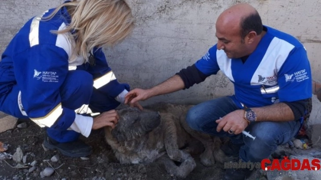 Şehirler arası köpek kurtarma operasyonu