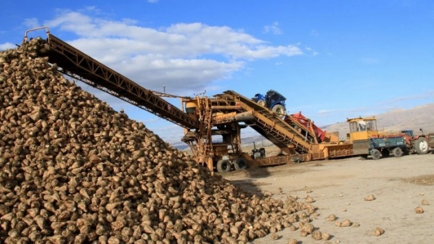 Şeker pancarı üreticilerine avans ödemeleri başladı