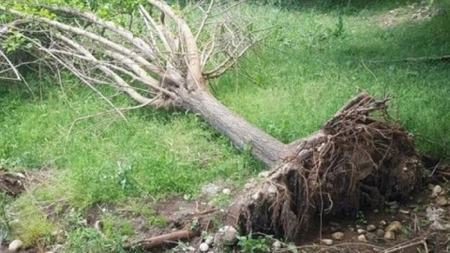 Sel suları meyve ağaçlarını vurdu