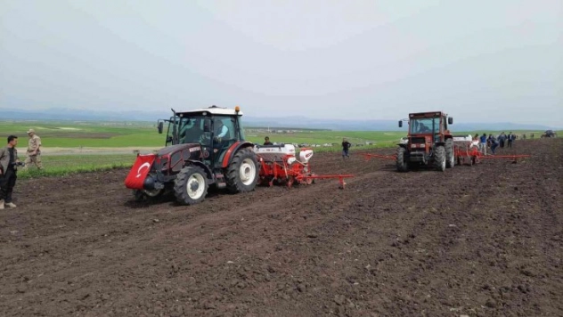 Selim Ovası ayçiçeği ile buluştu