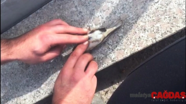 Serçenin hayatını kalp masajı yaparak kurtardı