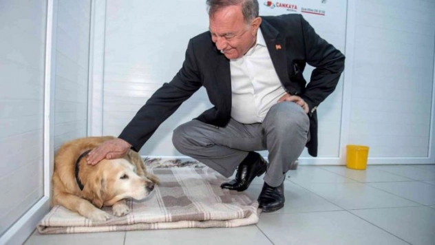 Seyhan'da 4 bin sokak hayvanı kısırlaştırıldı