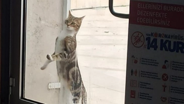 Sıcak bir yuva arıyorlar