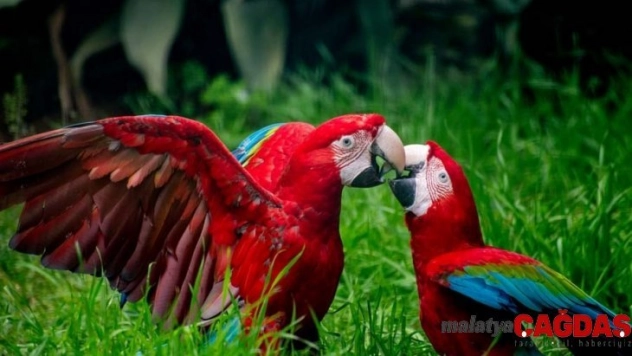 Sıcak havalar, sonbaharda hayvanat bahçesine ziyaretçi rekoru kırdırdı