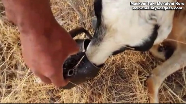 Sıcaktan baygınlık geçiren koyuna, çobandan demlikle can suyu
