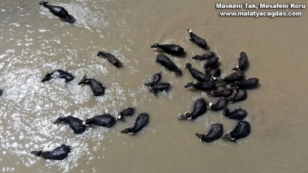 Sıcaktan bunalan mandalar böyle serinledi