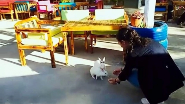 Sıcaktan bunalan tavşanların dondurma keyfi