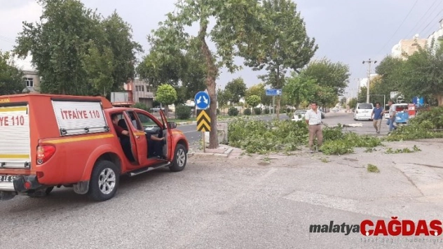 Şiddetli rüzgar ağaçları devirip geçti