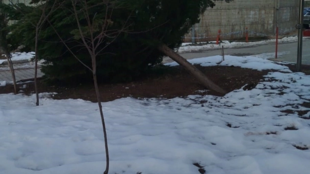 Şiddetli rüzgar hastane bahçesindeki çam ağacını devirdi