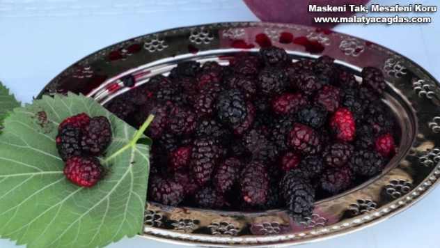 Şifa kaynağı Horum dutu pekmezi gramla satılıyor