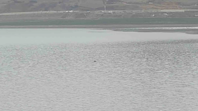 Sıhke Göleti'ne giren inek telef oldu