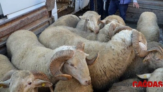 Siirt'te hayvan hırsızlığı yapan 2 kişi gözaltına alındı