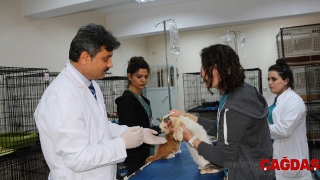 Siirt'te müthiş buluş: Menengiç yağının yaralara merhem olduğu ortaya çıktı