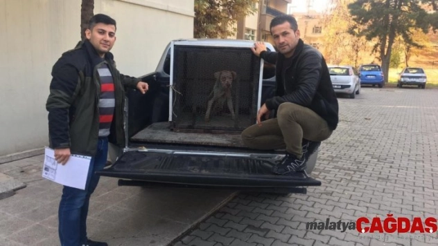 Siirt'te Pitbull cinsi köpeğe el konuldu