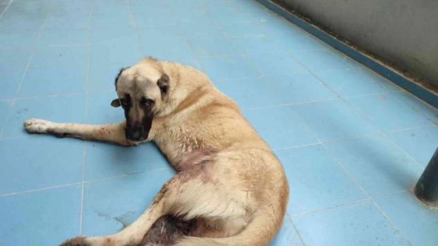 Silahla yaralanan köpeğin sahibinden tepki