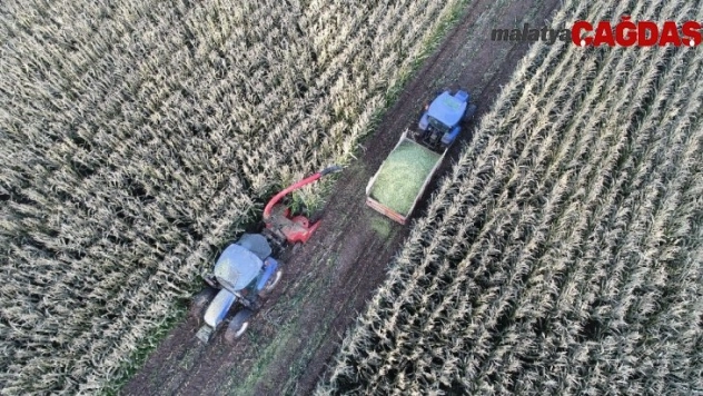 Silajlık mısırı soğuk hava vurdu