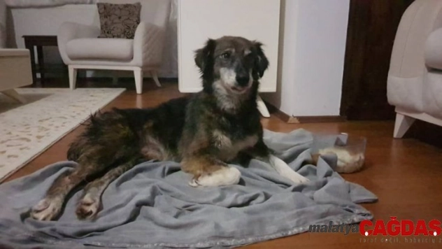 Silivri'de kurşunlanan ve felç kalan köpekle ilgili sevindirici gelişme