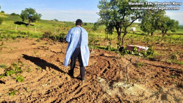Silvan'da üzüm bağları ilaçlandı