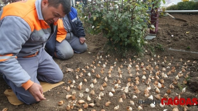 Sincan, bahara lalelerle merhaba diyecek
