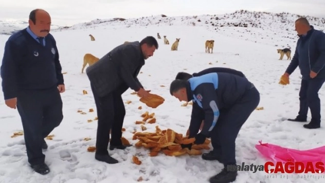 Sincan Belediyesi soğuk havada sokak hayvanlarını unutmadı