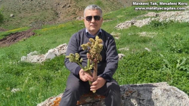 Sincik'te yaylalara akın başladı