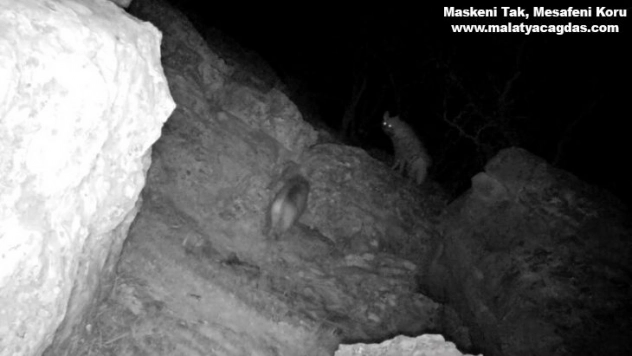 Sırtlanlar ve diğer yaban hayvanları fotokapana takıldı