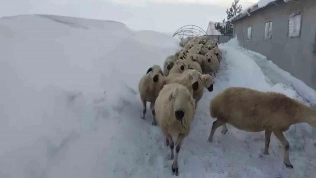 Kar kalınlığı yer yer 2 metreyi aştı, en çok hayvancılık yapanlar zorlandı