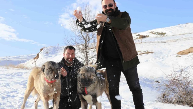 Sivas'ta kar yağdı, kangallar özüne döndü