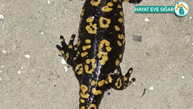 Sivaslı vatandaş, benekli semender görüntüledi