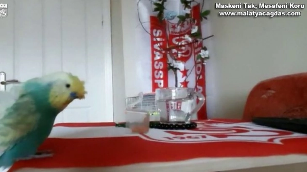 Sivasspor aşığı muhabbet kuşu tezahüratlarıyla dikkat çekiyor