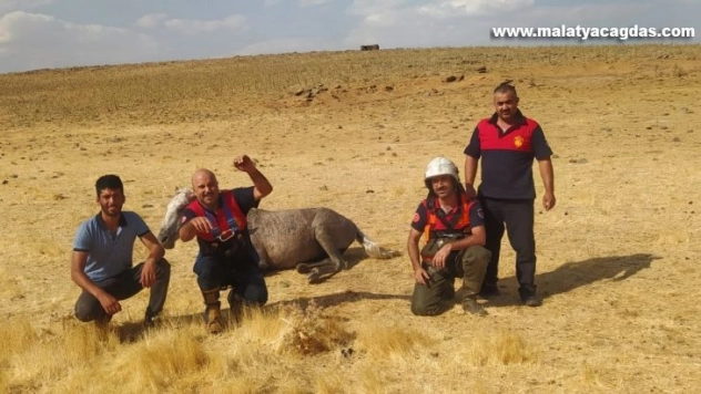 Siverek'te su kuyusuna düşen atı itfaiye ekipleri kurtardı