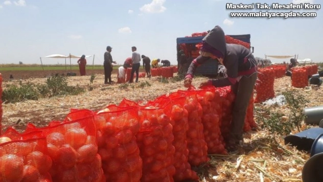 Soğan bu yıl Şanlıurfa'da çiftçiyi üzdü