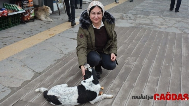 Soğuk kış aylarında sokak köpeklerine destek oluyor