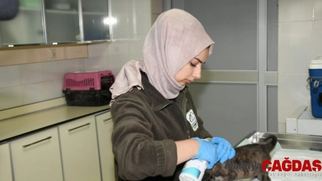Soğukta kalan yavru köpeğe belediye ekipleri sahip çıktı