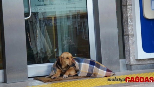 Soğuktan üşüyen köpek şalla örtüldü