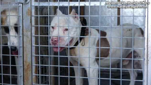 Sokağa çıkabilmek için yanlış köpeği seçti, 10 bin lira cezadan kaçamadı